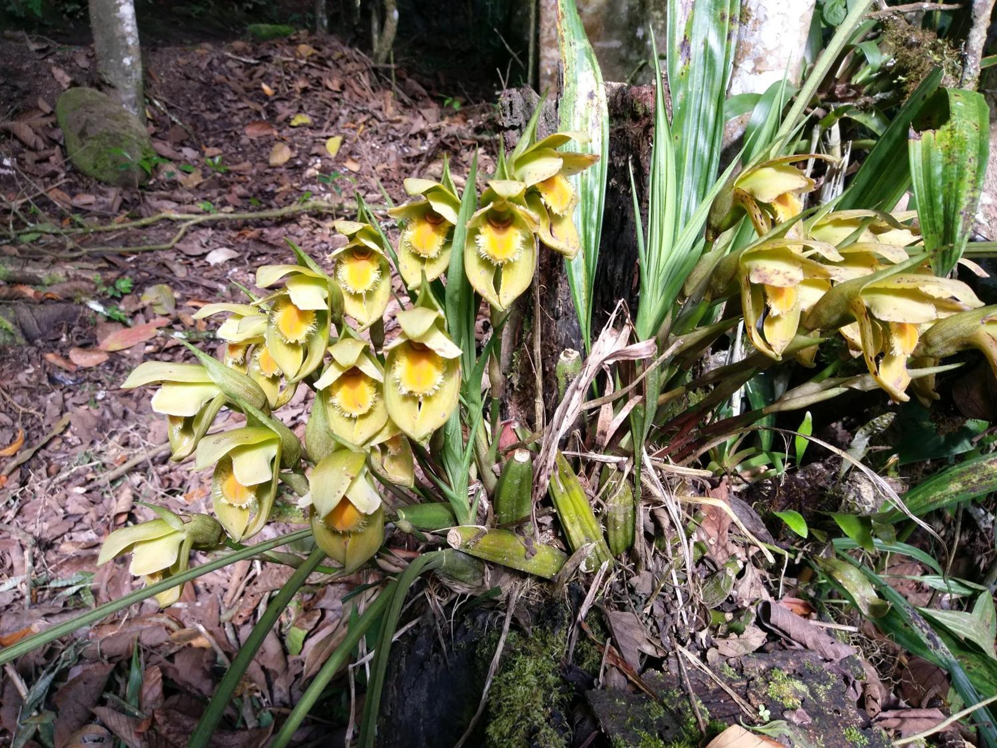 Вилла Refugio De Orquideas Оксапампа Экстерьер фото