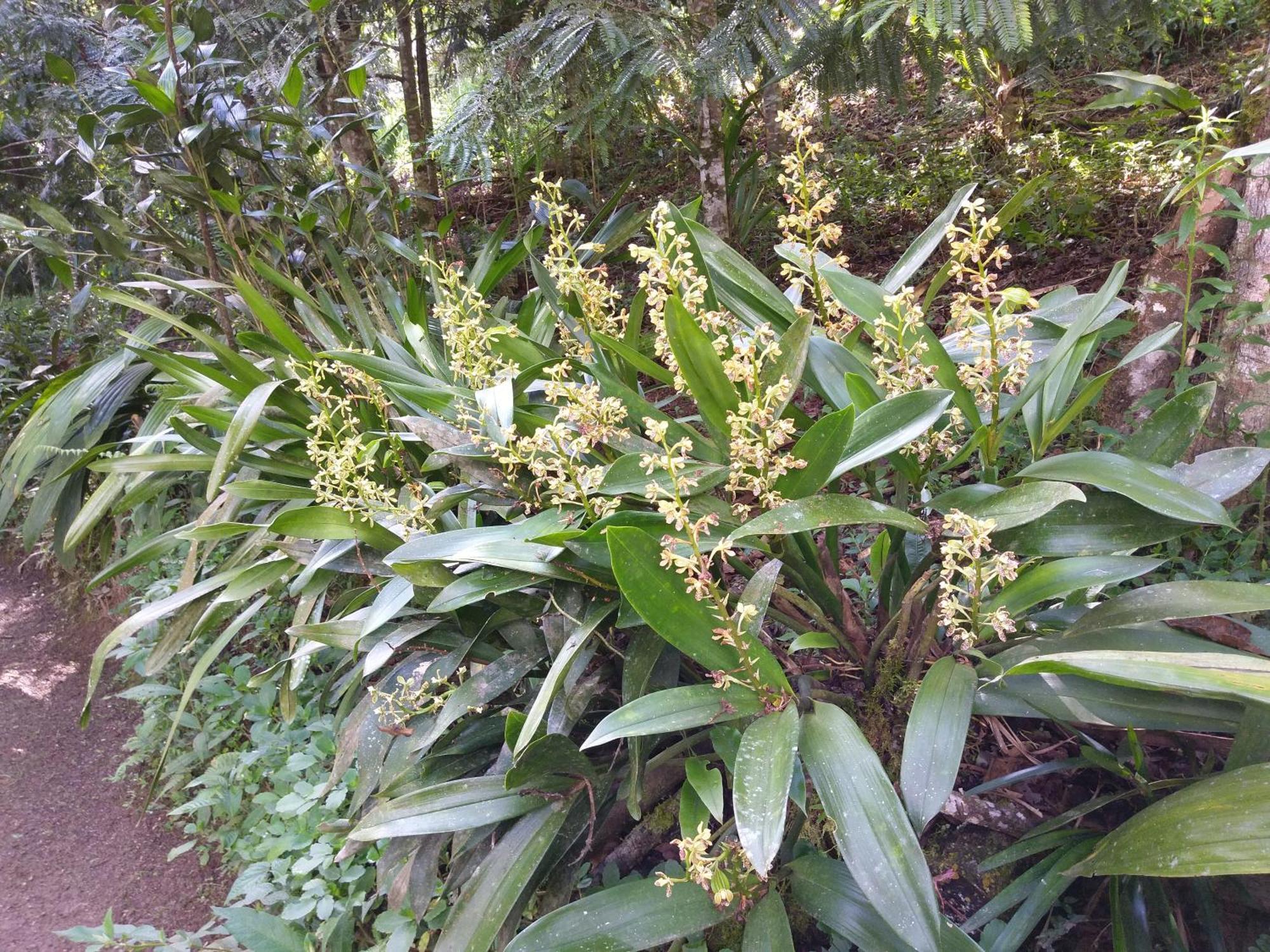 Вилла Refugio De Orquideas Оксапампа Экстерьер фото