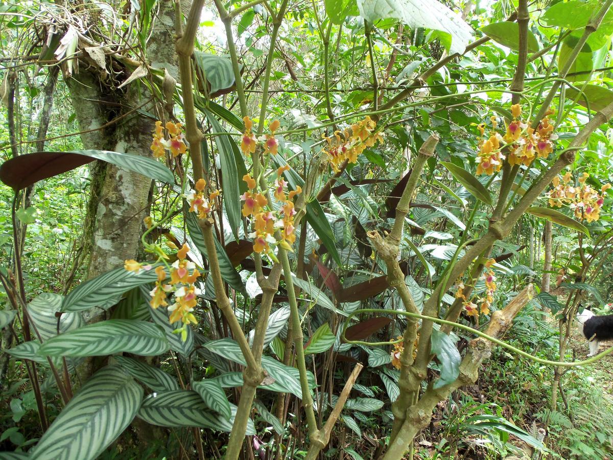 Вилла Refugio De Orquideas Оксапампа Экстерьер фото