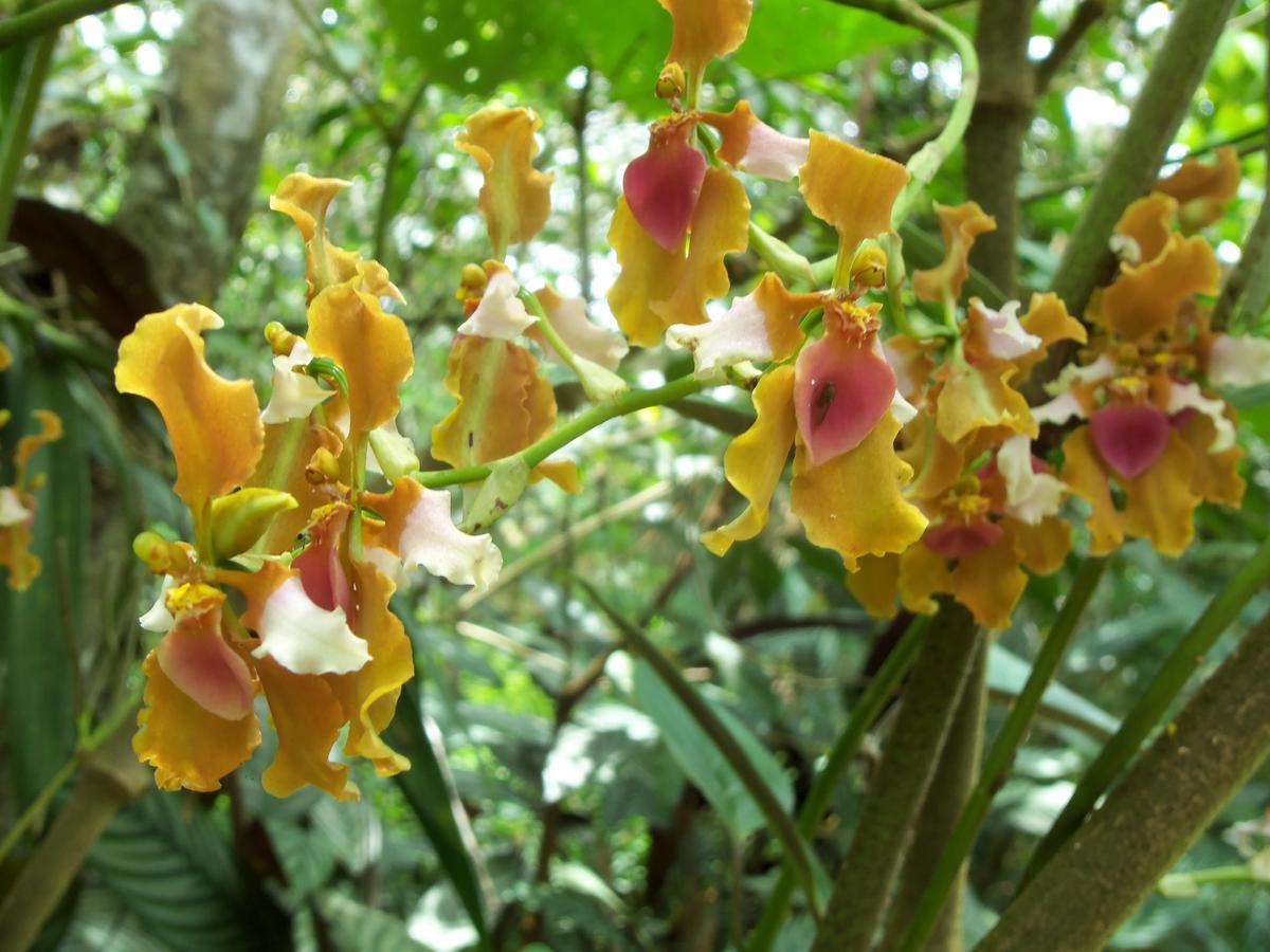 Вилла Refugio De Orquideas Оксапампа Экстерьер фото