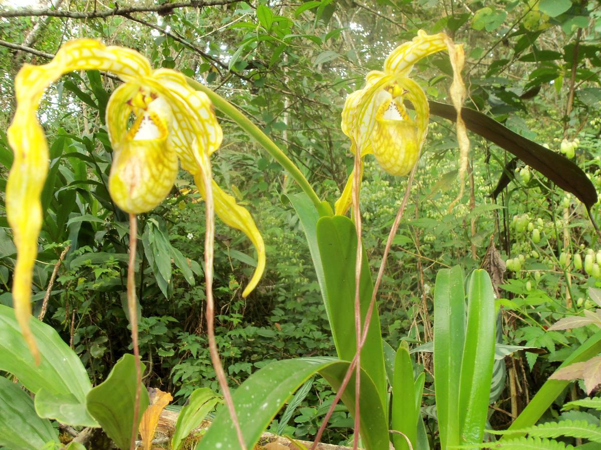 Вилла Refugio De Orquideas Оксапампа Экстерьер фото