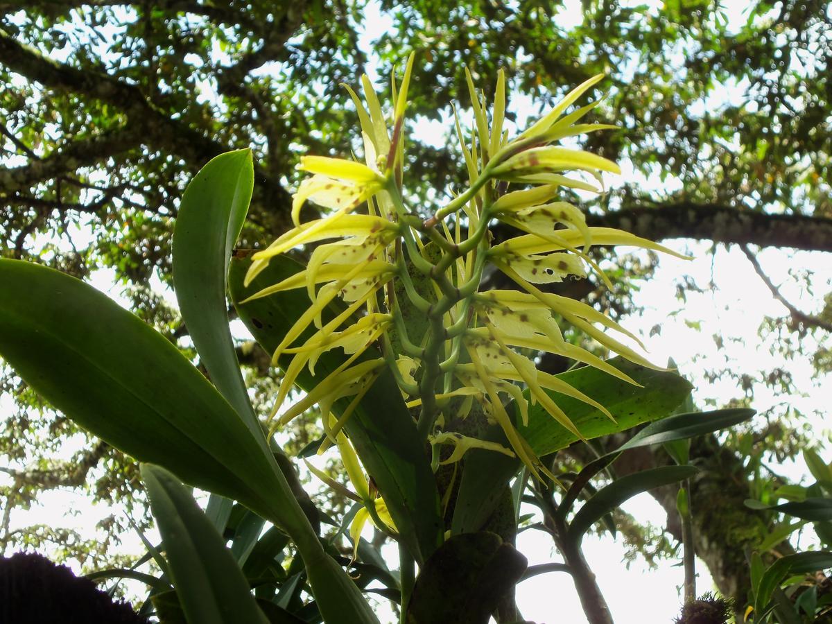 Вилла Refugio De Orquideas Оксапампа Экстерьер фото